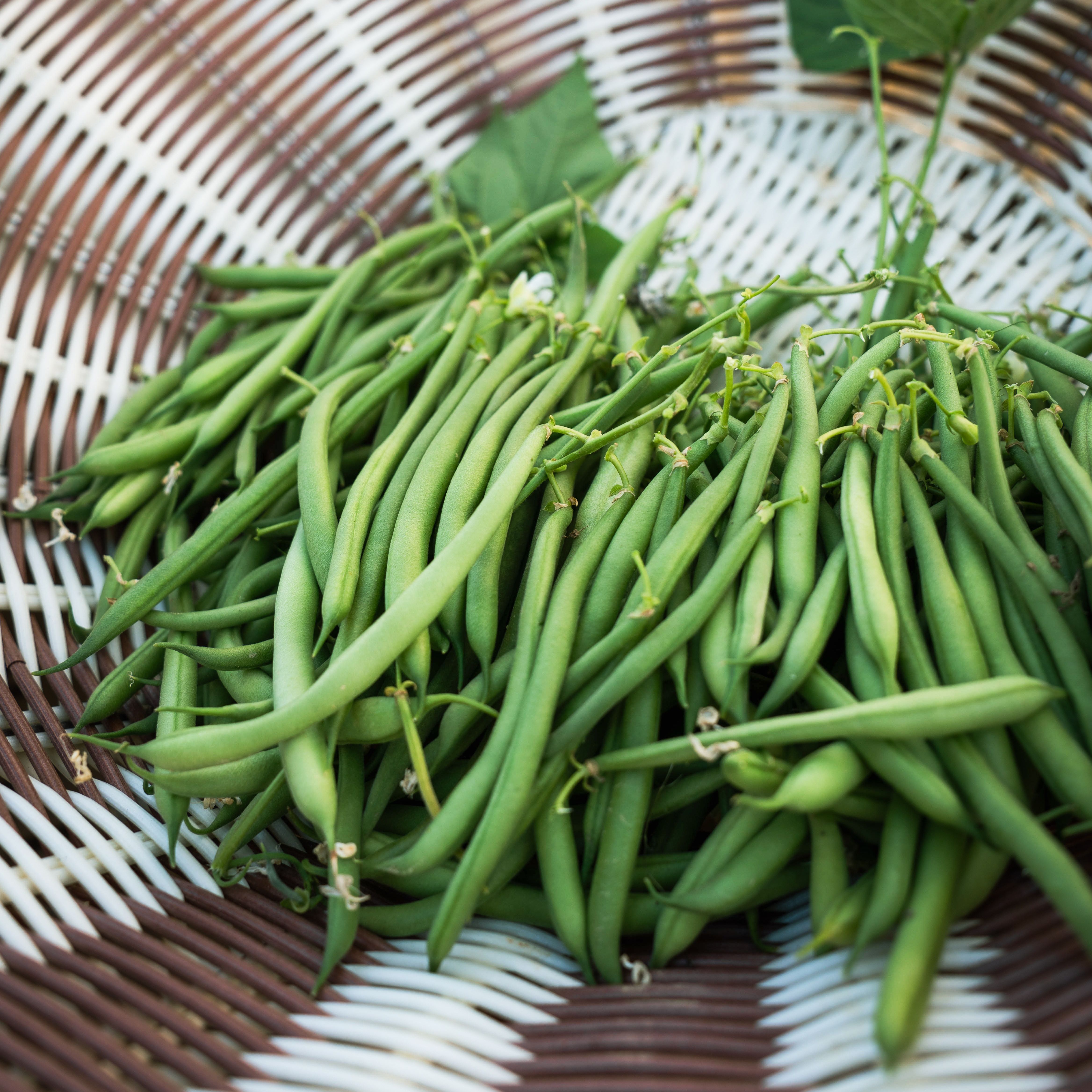 Haricots verts récoltés main