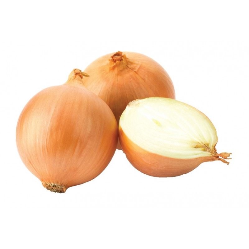 jaune sturon (lot de 50)