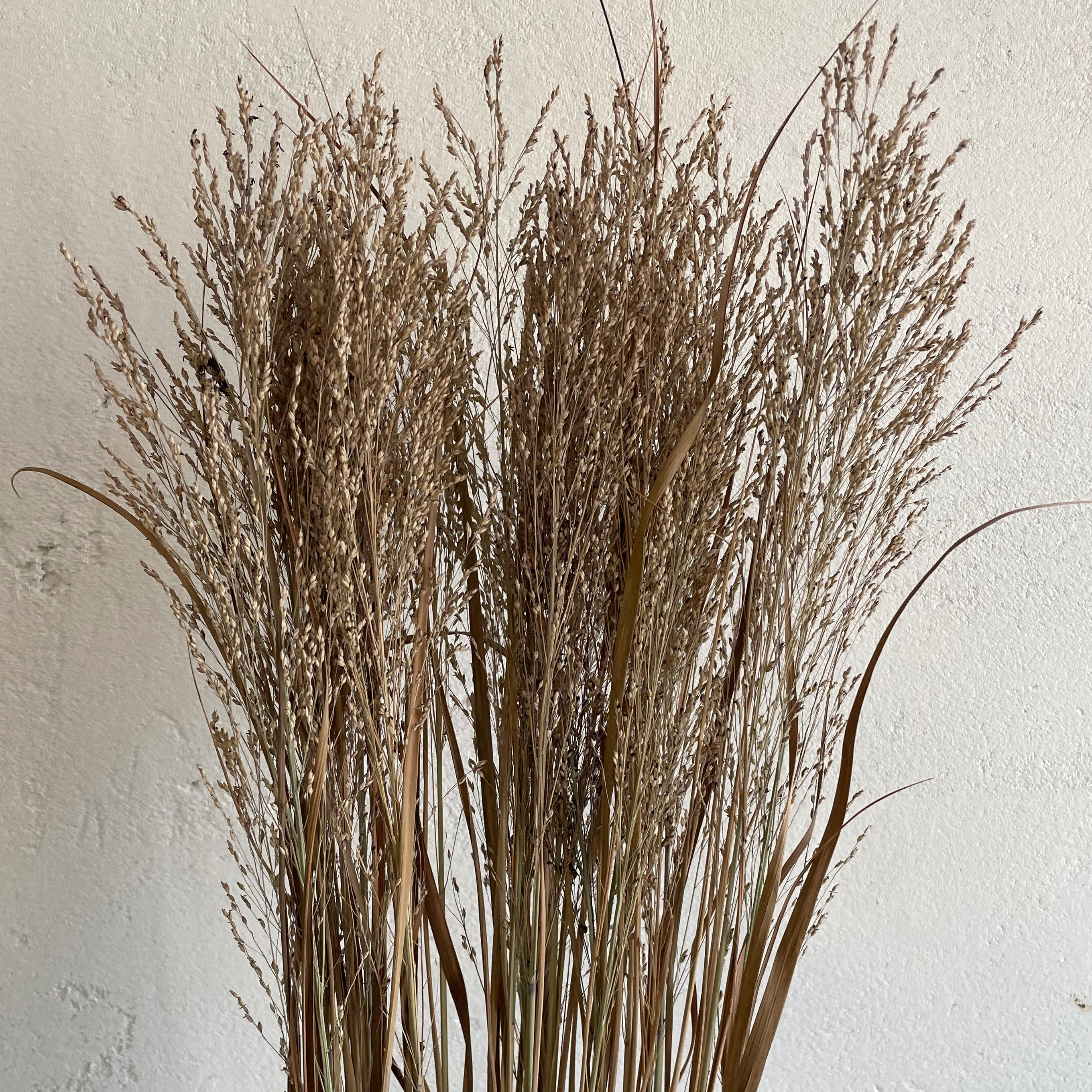 Panicum - 100g