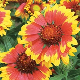 Gaillarde en pot 1 litre