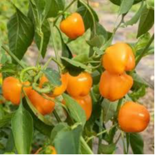 PLANT DE MINI-POIVRON JAUNE Mini Bells Yellow