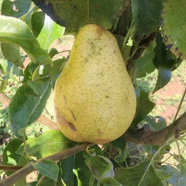 Poirier - Pyrus communis "Docteur Jules Guyot"