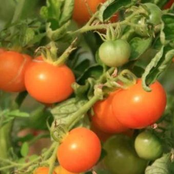 Tomates jaunes et oranges JAUNE DE THOUNE