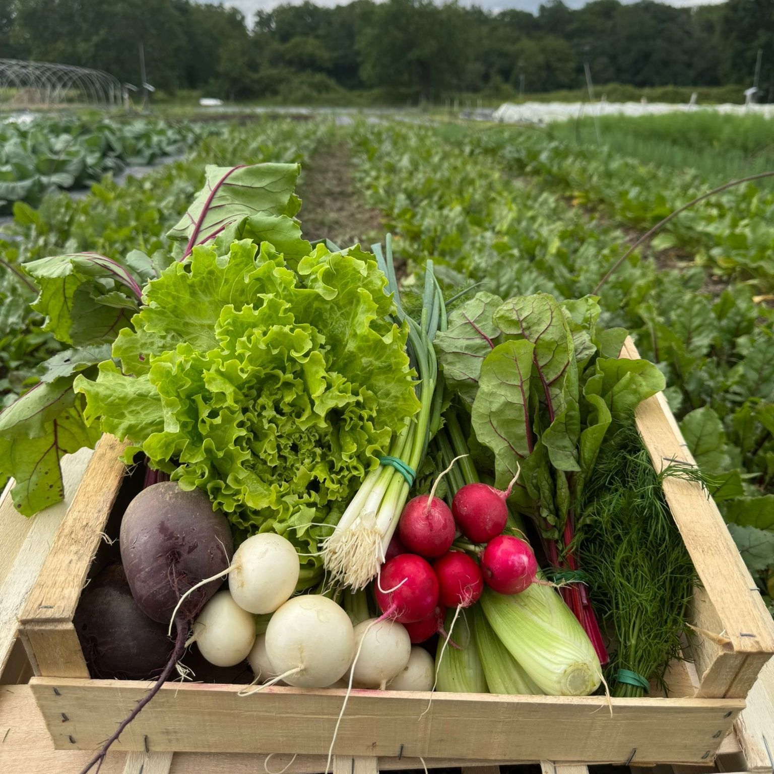 Panier de légumes