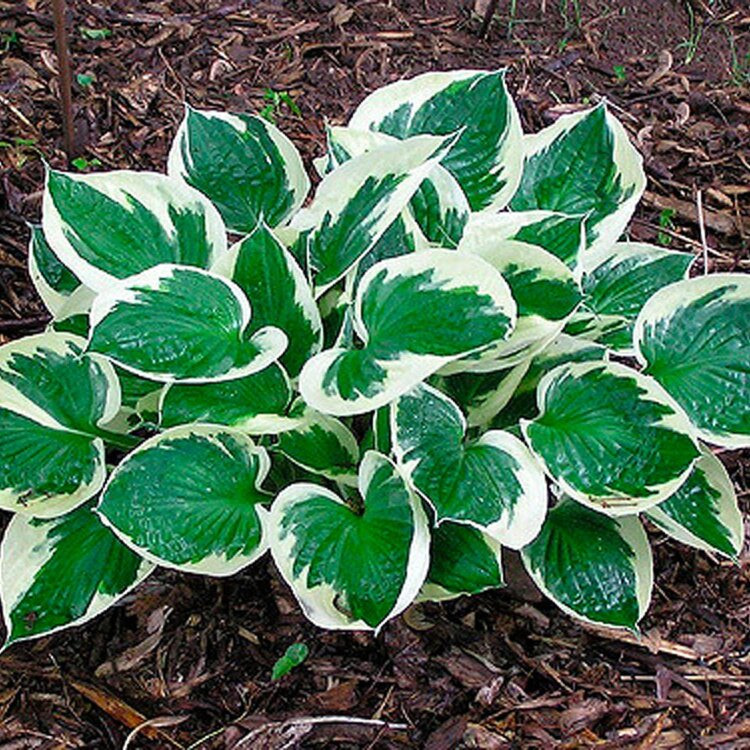 Hosta "Minuteman"