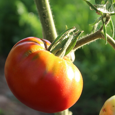 Tomates rondes rouges
