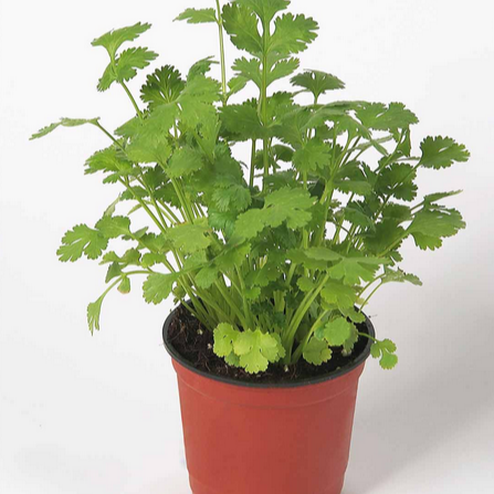 Pot de coriandre