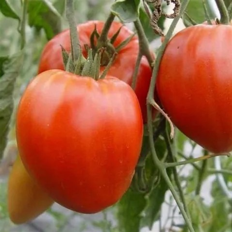 Tomate Coeur de Boeuf rouge