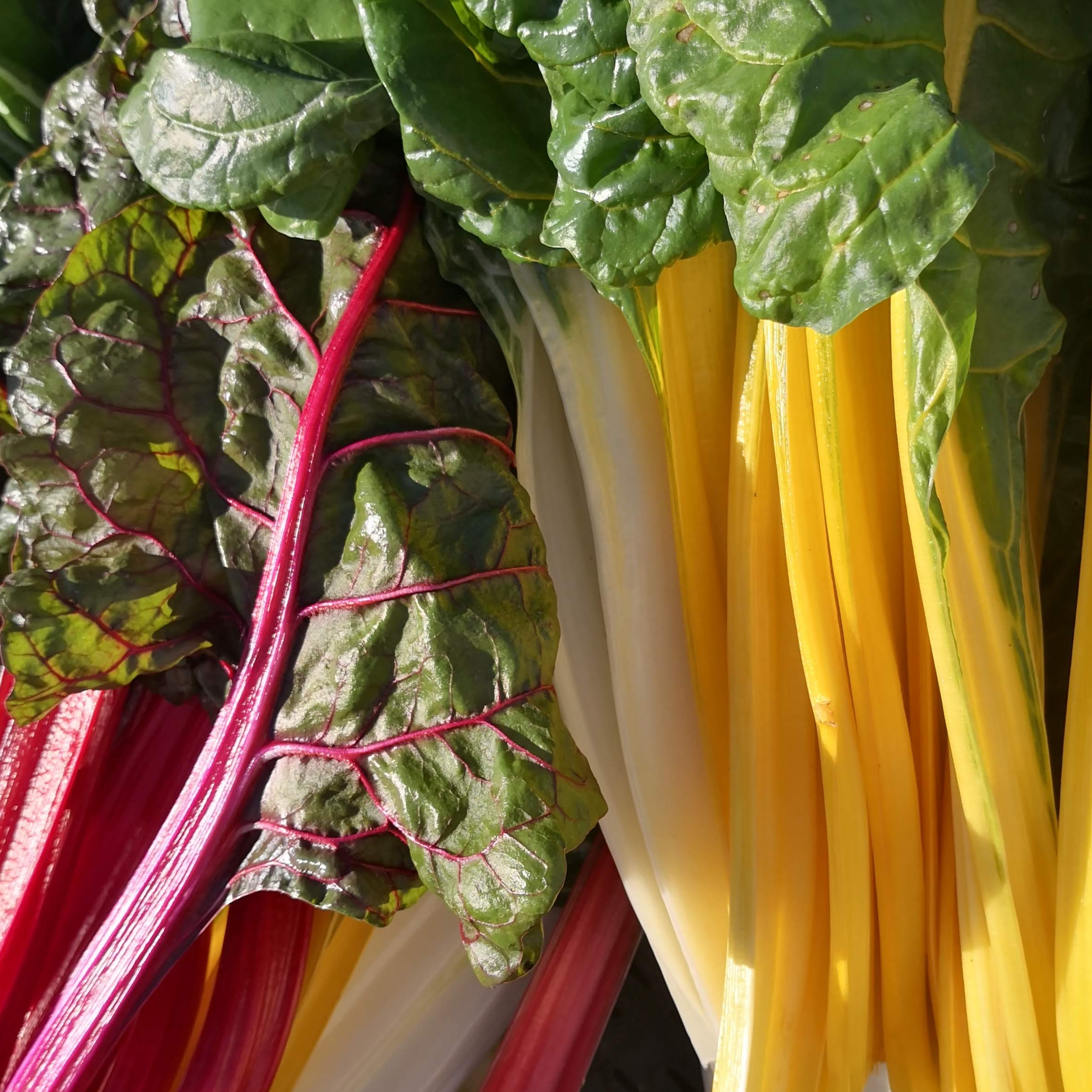 Blette Couleur - 500g