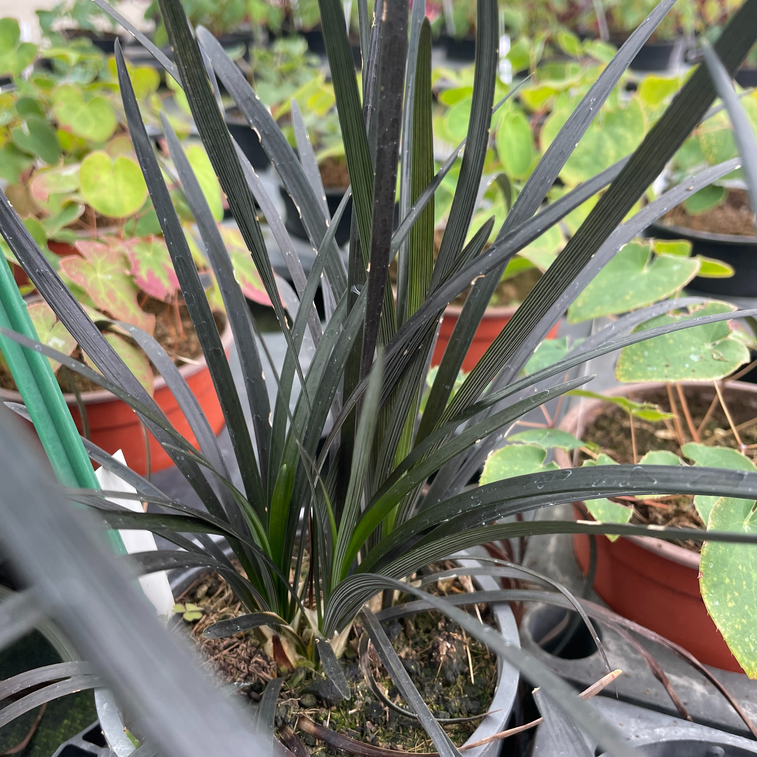 Ophiopogon planiscapus ‘Nigrescens’
