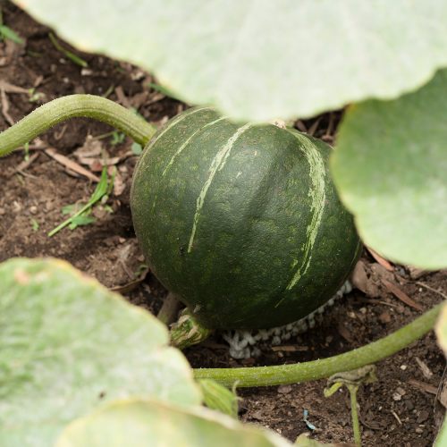 COURGE POTIMARRON Green Hokkaïdo Bio