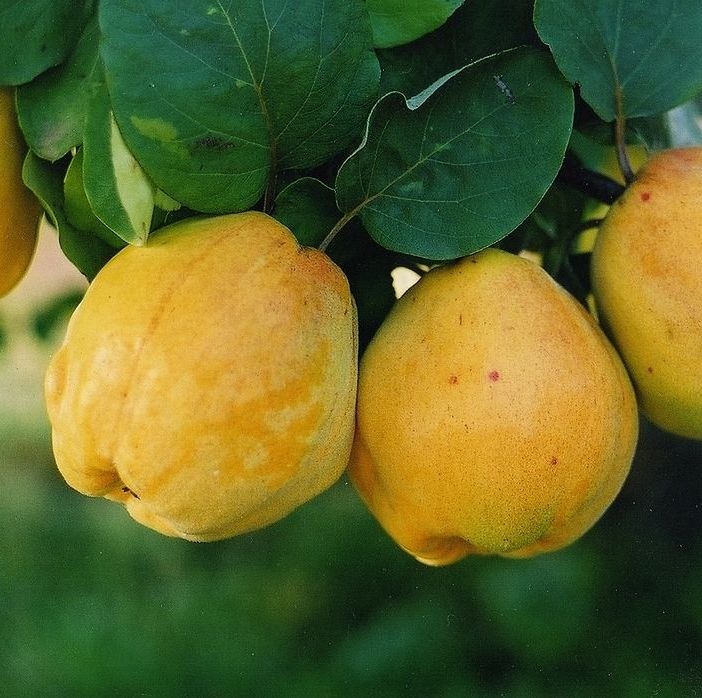 Cognassier 'Aromatnaya' / BA29 Racines nues