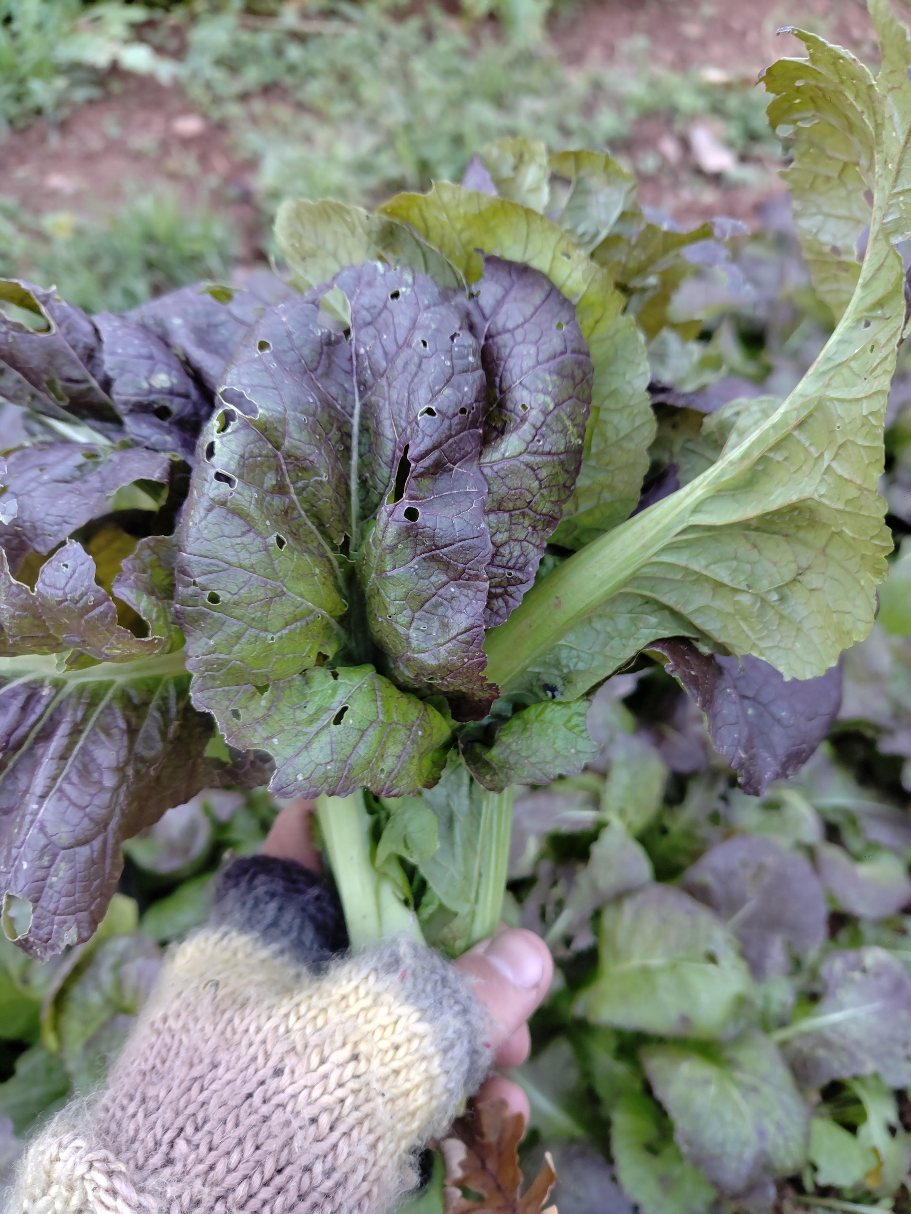 Moutarde Osaka Giant