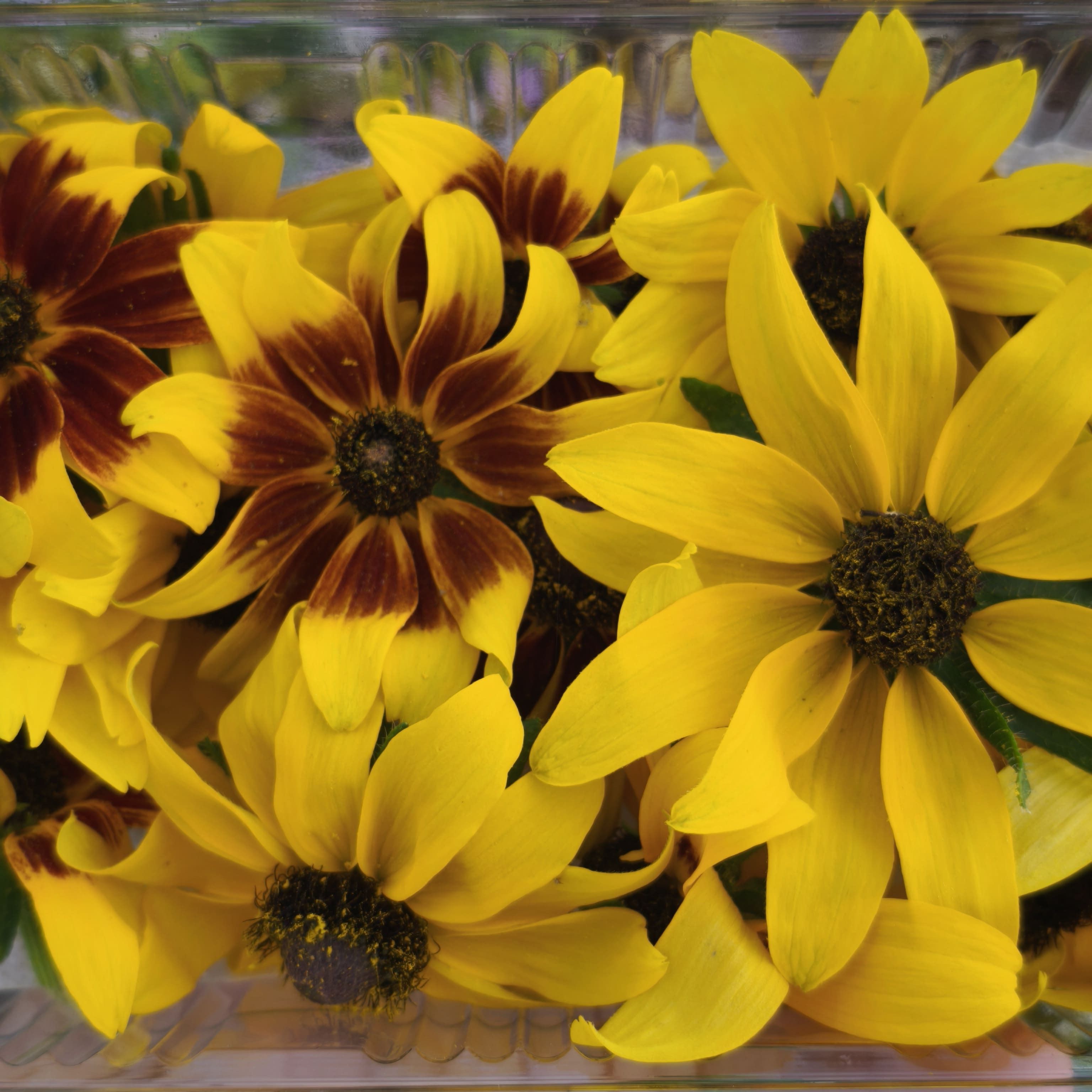 Rudbeckia x10F