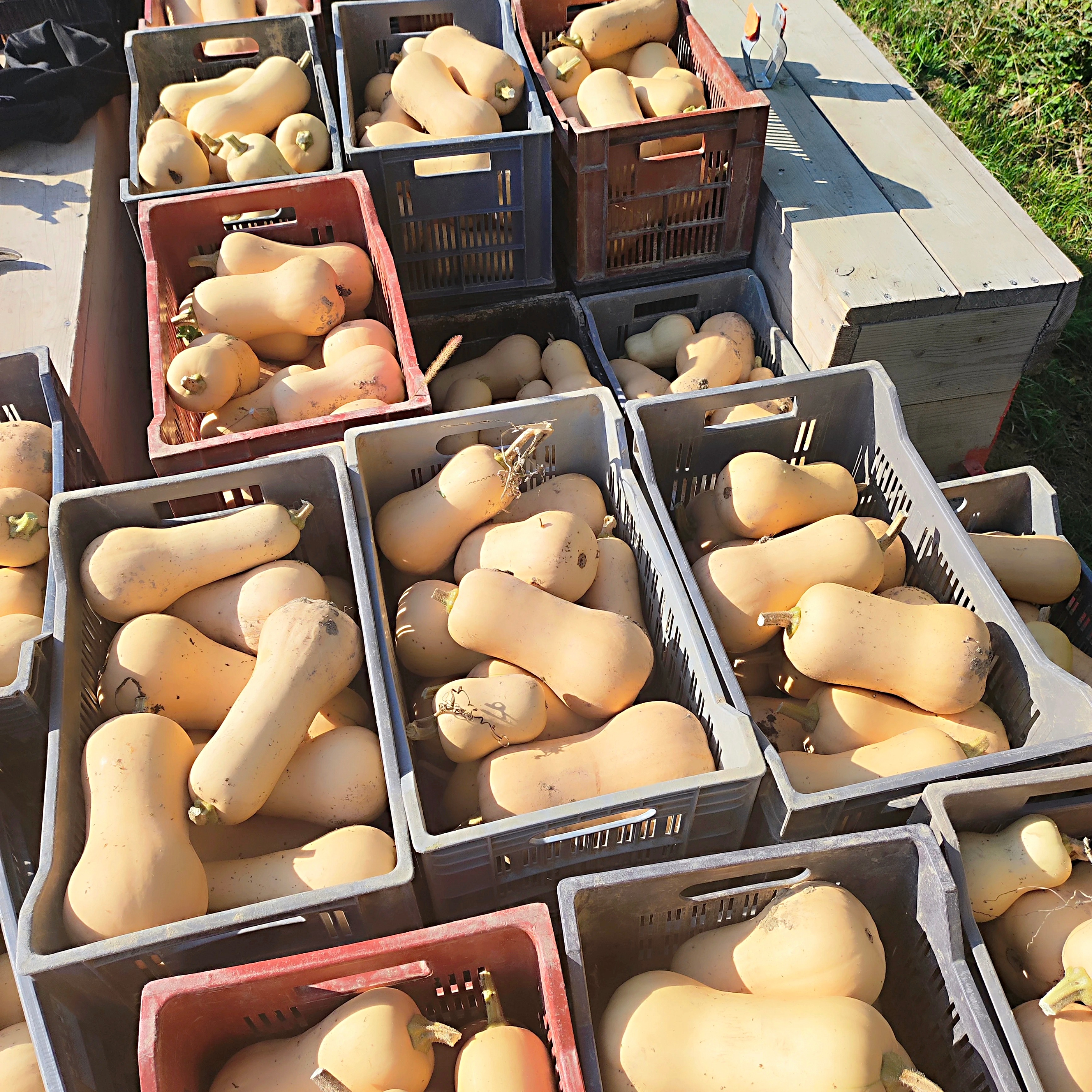 Courge Butternut