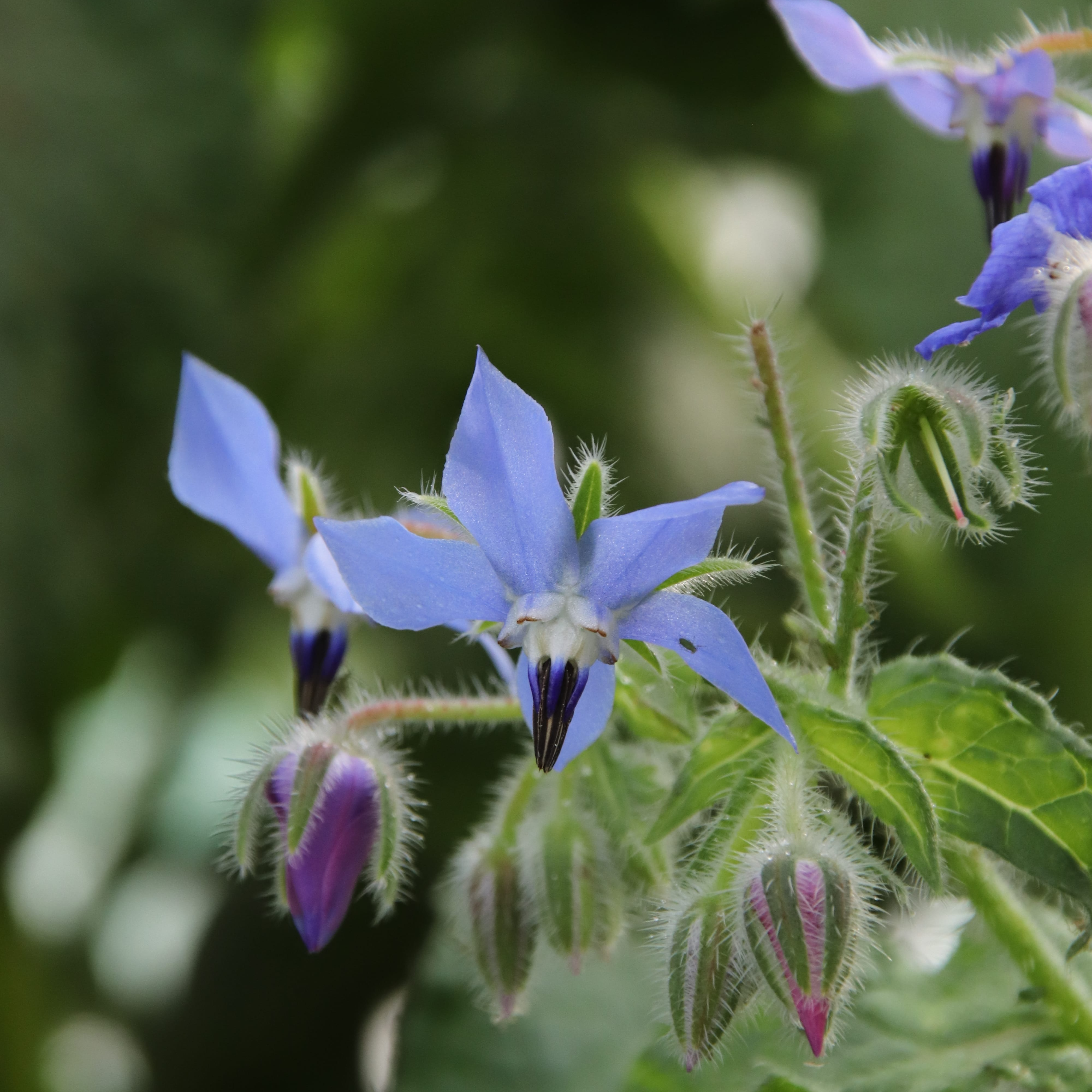 Bourrache bleue