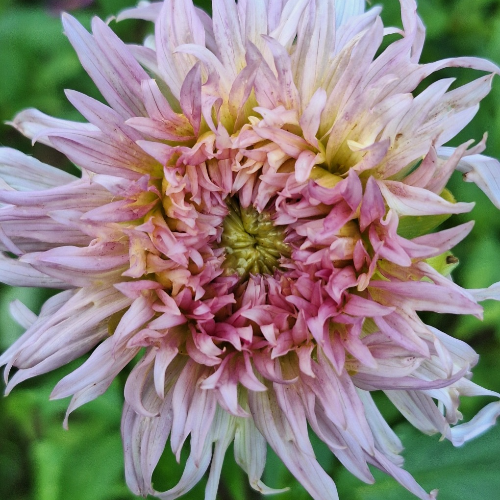 Tubercules de Dahlias – Variété "Eurydice" - 0,15g