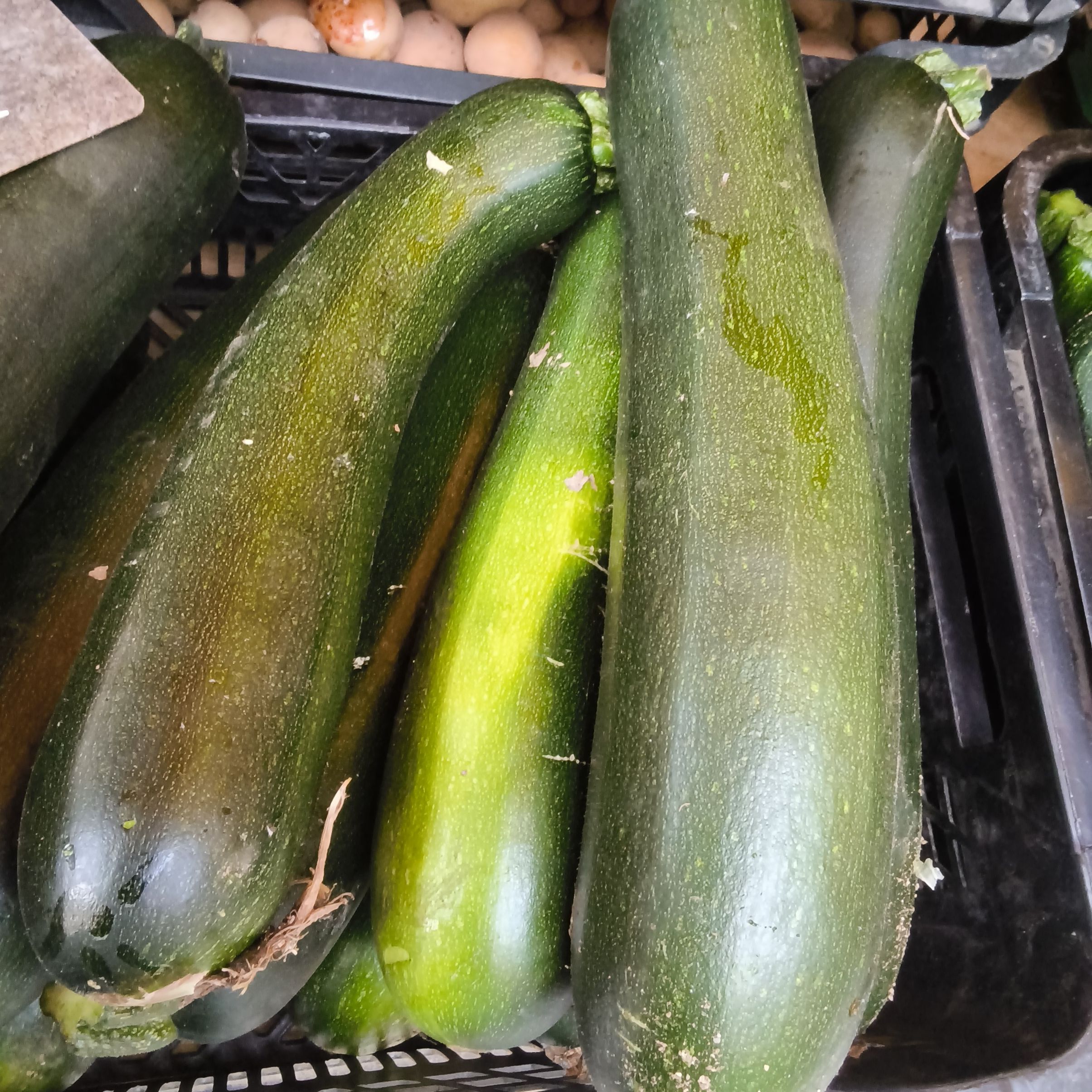Courgettes Grosse