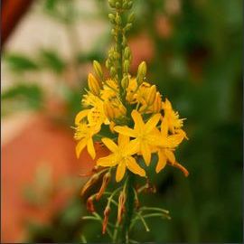 Aloe Vera - Bulbine Jaune
