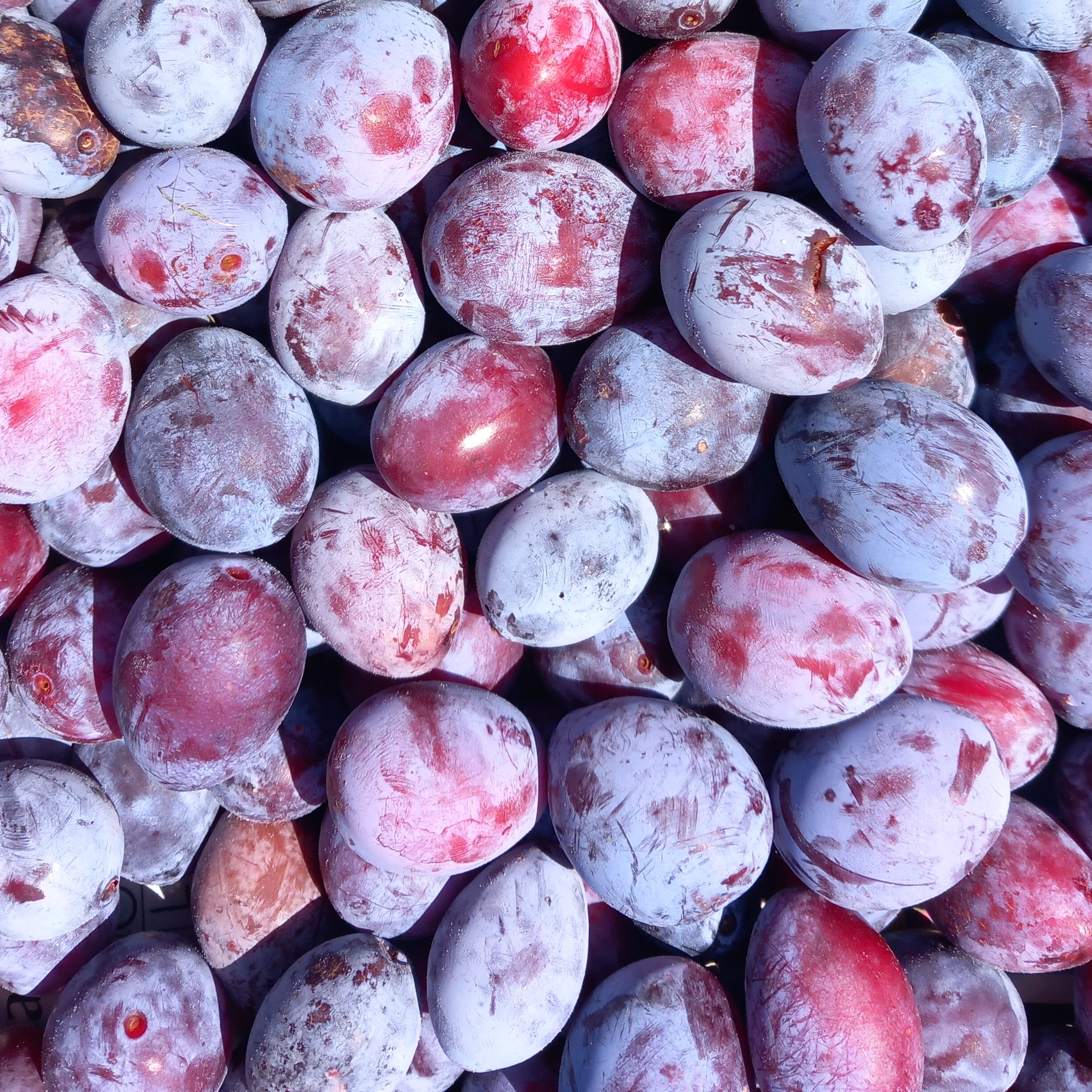 Prunes cul de poulet fruits sains