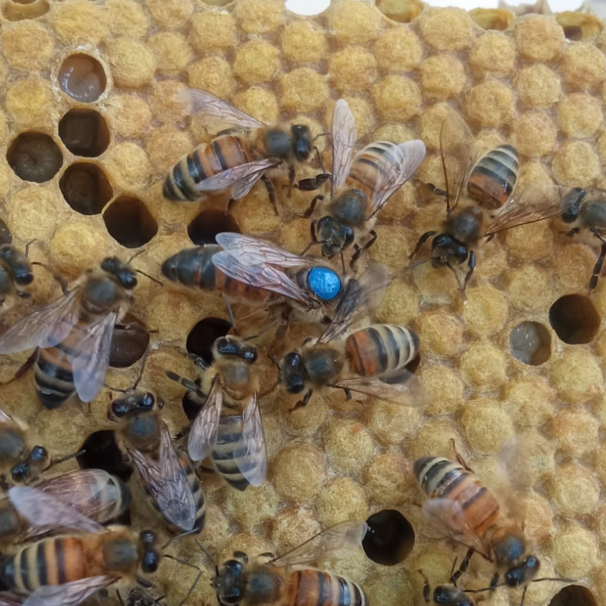 Reine Buckfast F1 sélectionnée Semaine 20