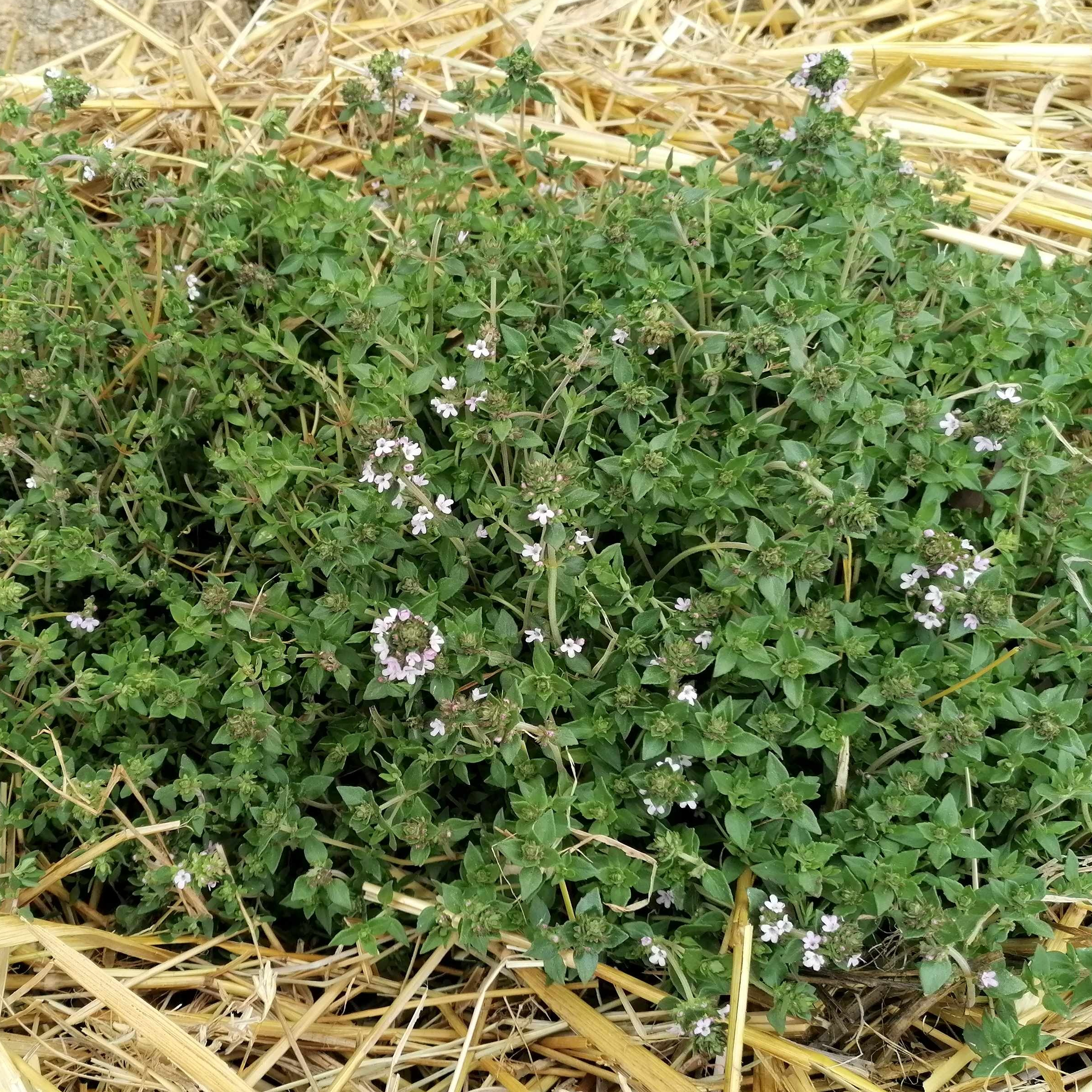 Thym frais - 30g