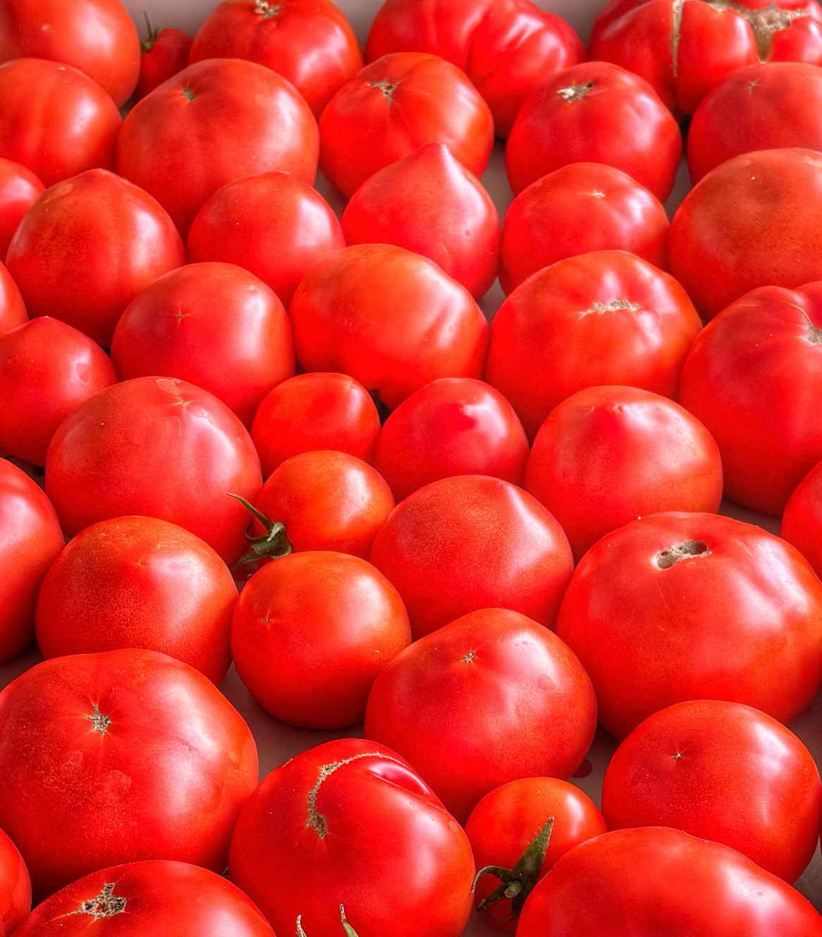 Tomates rondes rouges B - 1kg