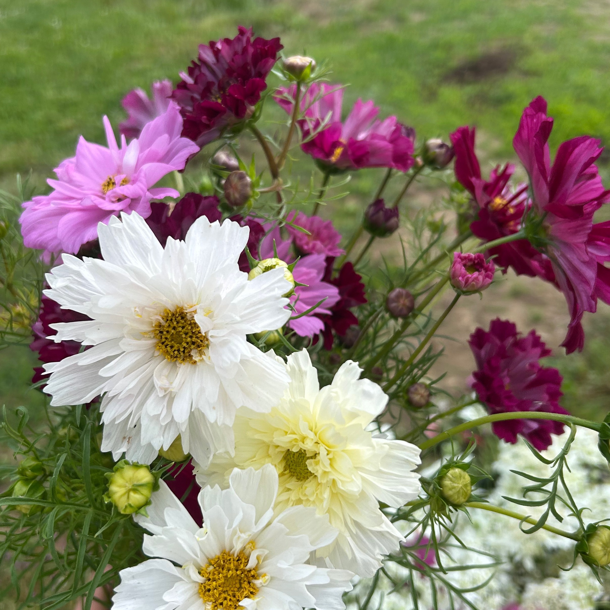 Cosmos mix