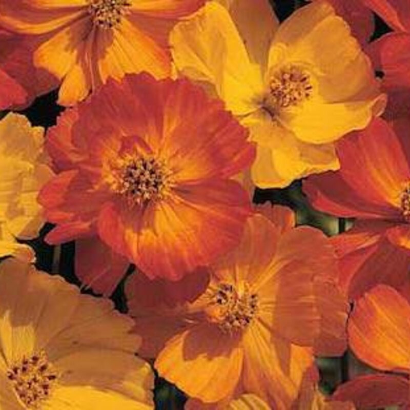 Plants fleurs- Cosmos ladybird