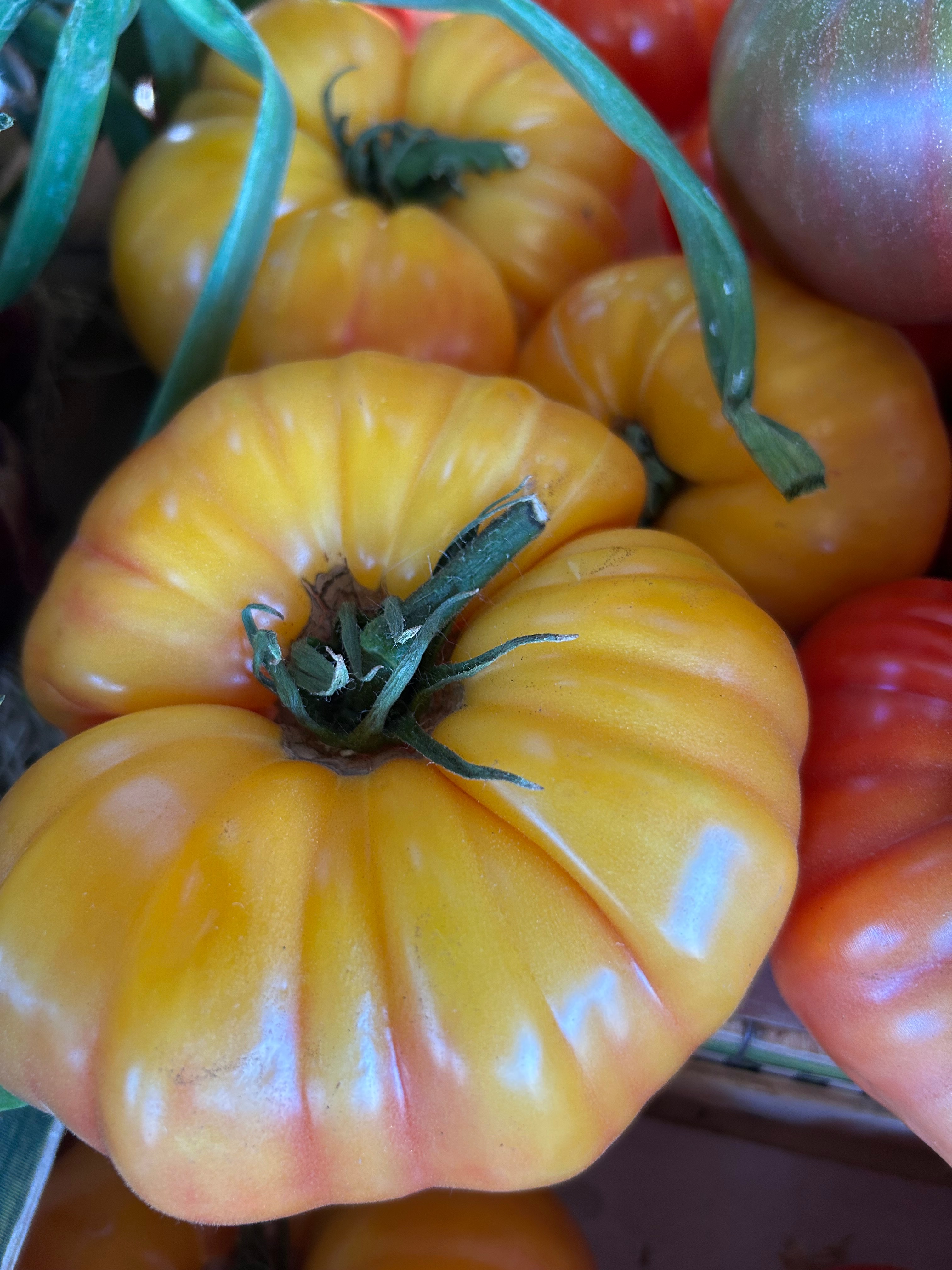 TOMATE JAUNE ananas - FR