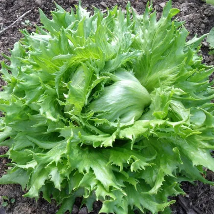 Laitue reine des glaces