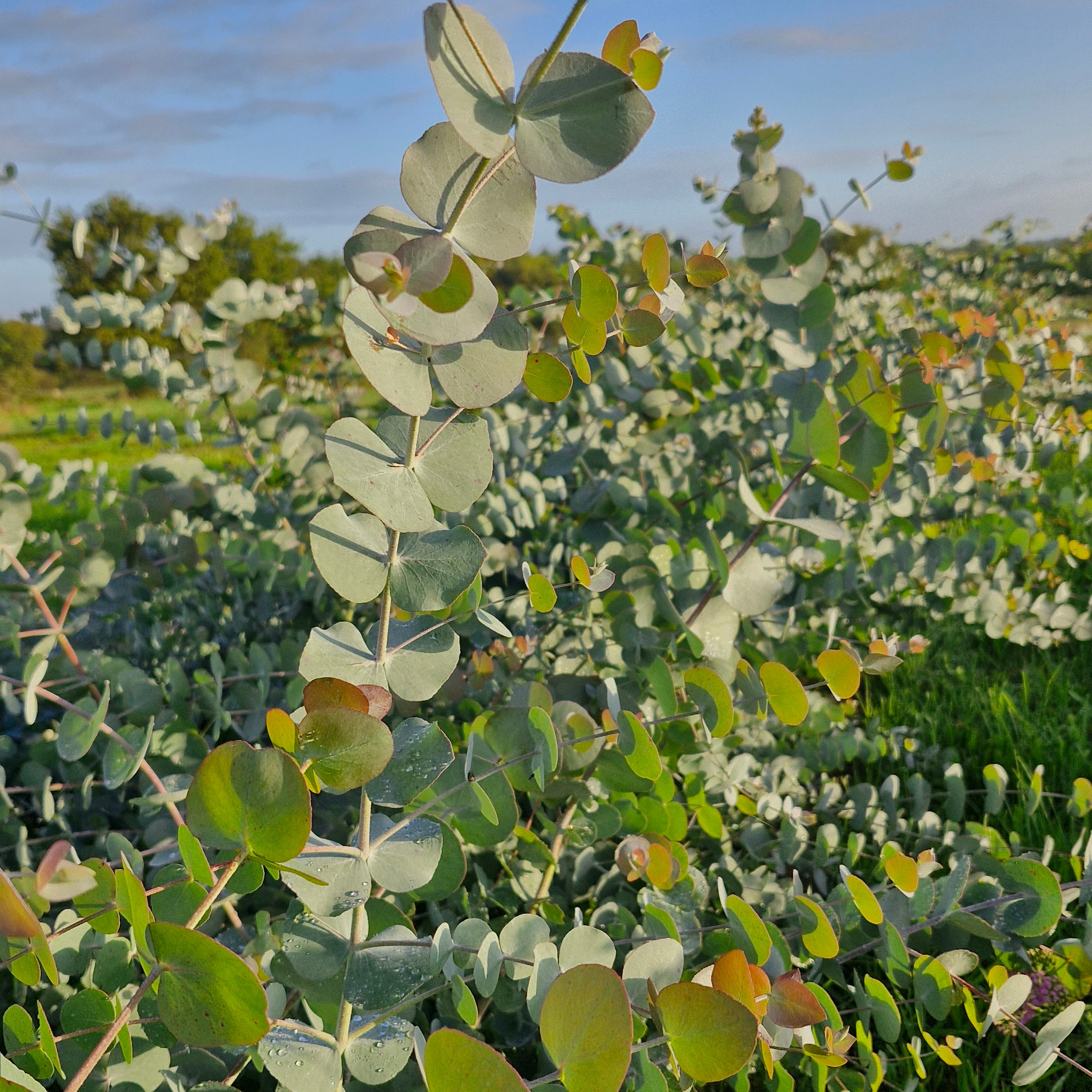 Eucalyptus (botte de 10 tiges)