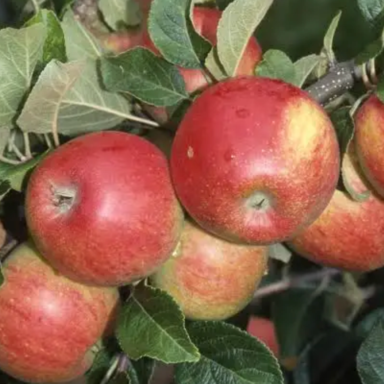 Pommier 'Alkmene' / Bittenfelder Racines nues