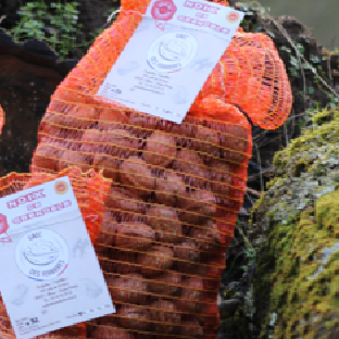 Noix Grenoble AOP - calibre +30 - Récolte 2025