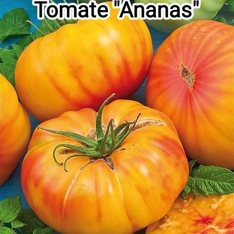 Plant Tomate Ananas bio