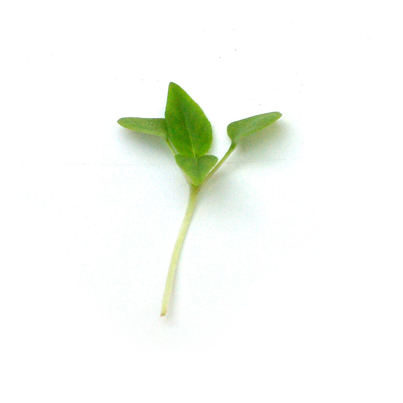 Micropousses - Basilic citron