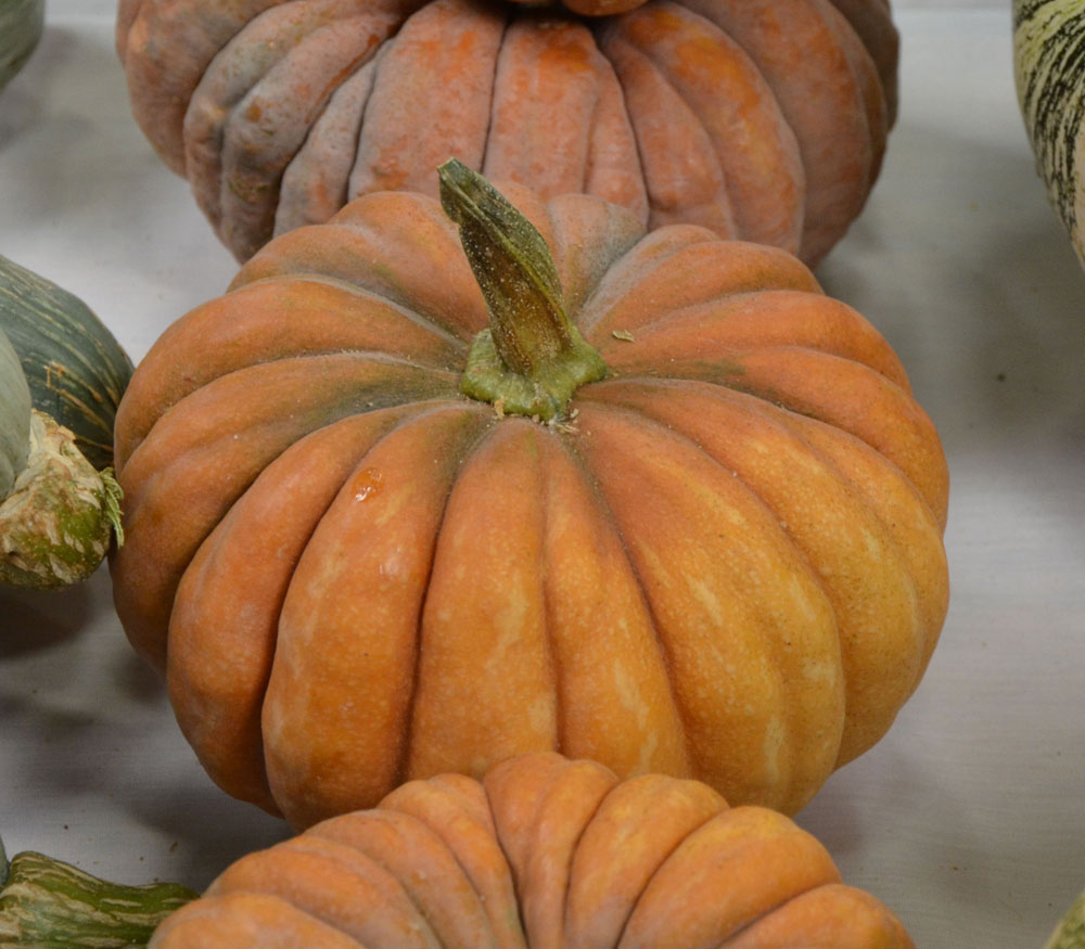 COURGE FUTSU BLACK