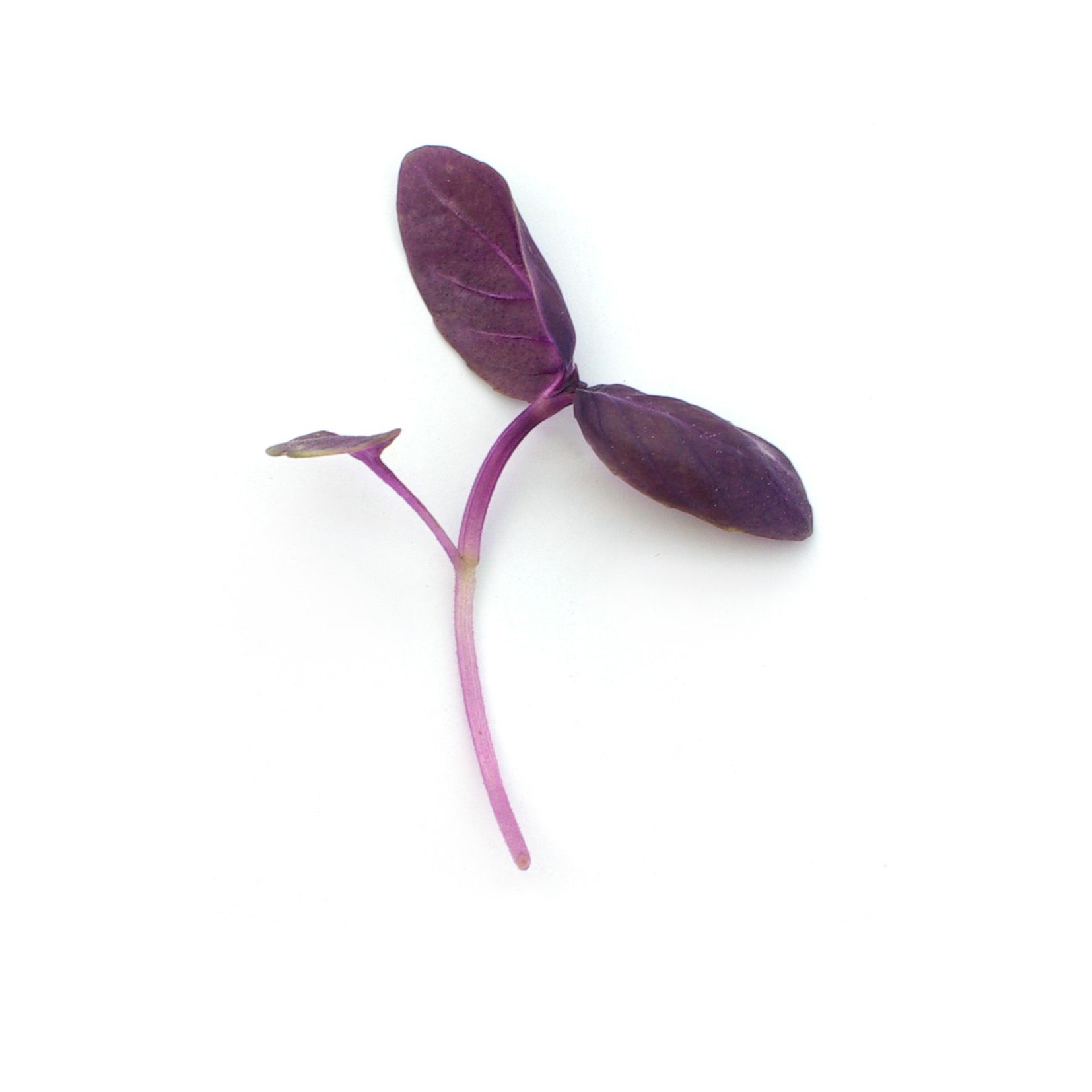 Micropousses - Basilic pourpre