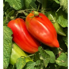 Tomate rouge CORNUE DES ANDES
