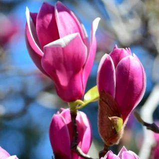 Magnolia - Magnolia hybrids "Susan"