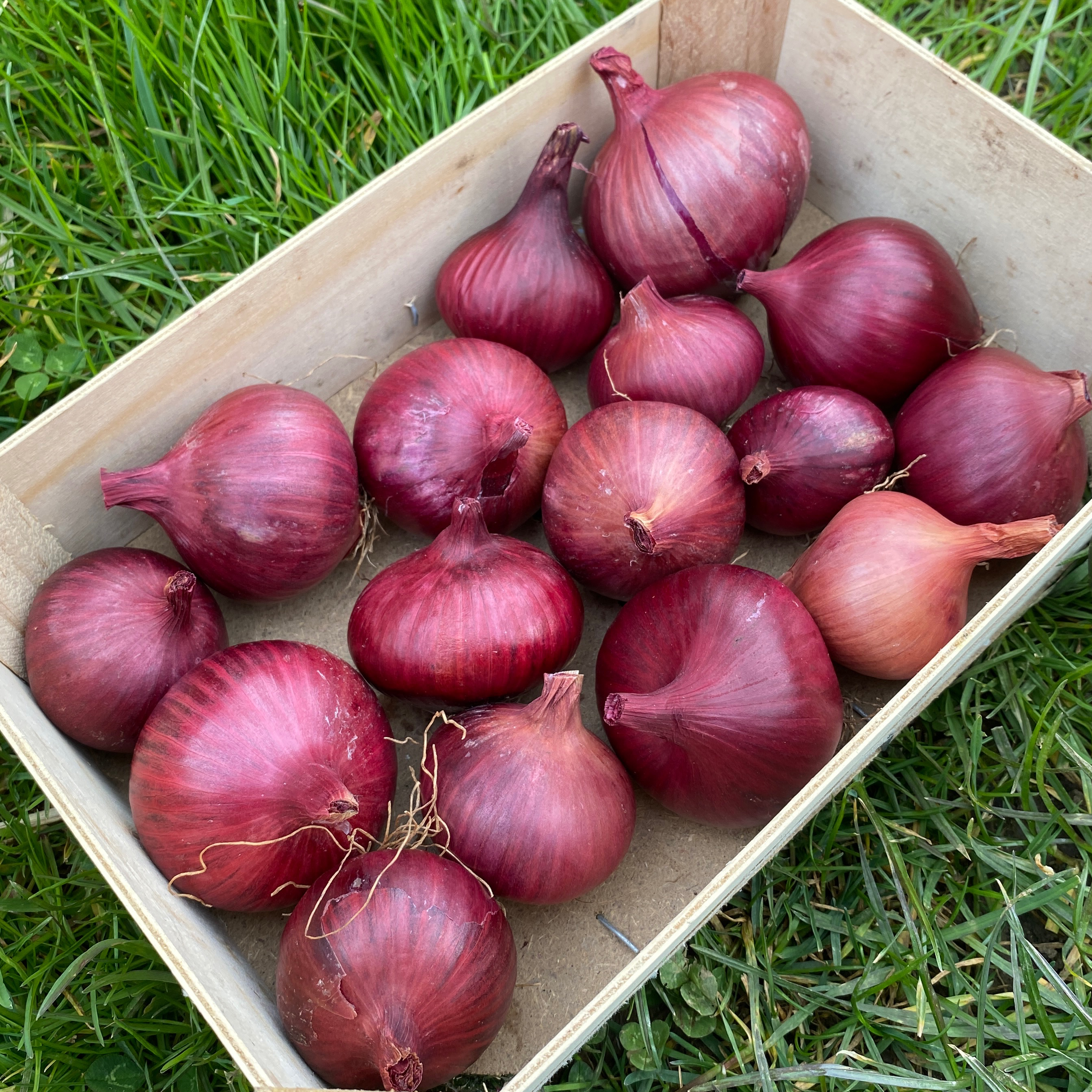 Oignons rouges