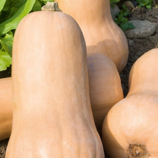 Butternut