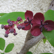 Akébie à cinq feuilles - gdt 9