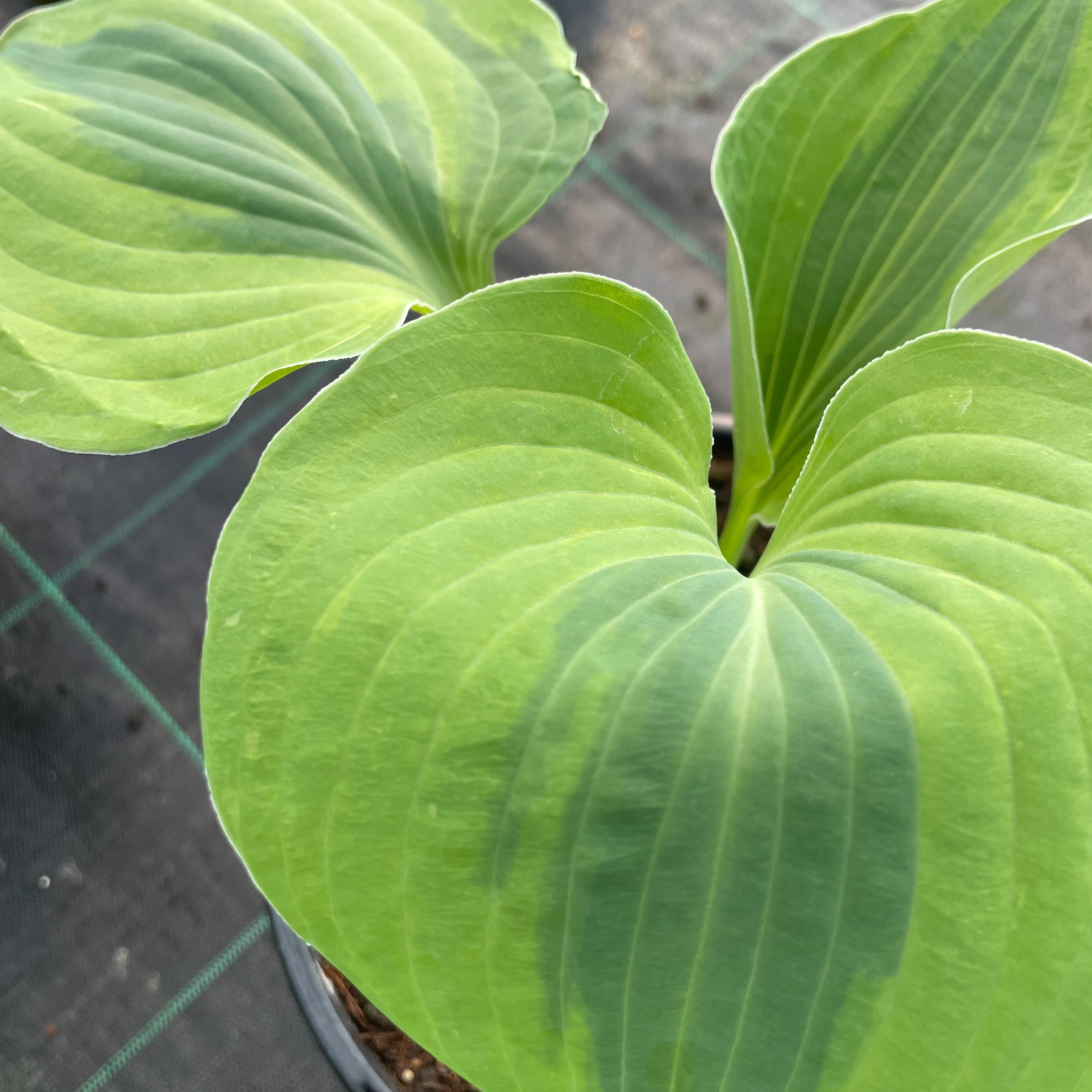 Hosta 'Luna Moth'
