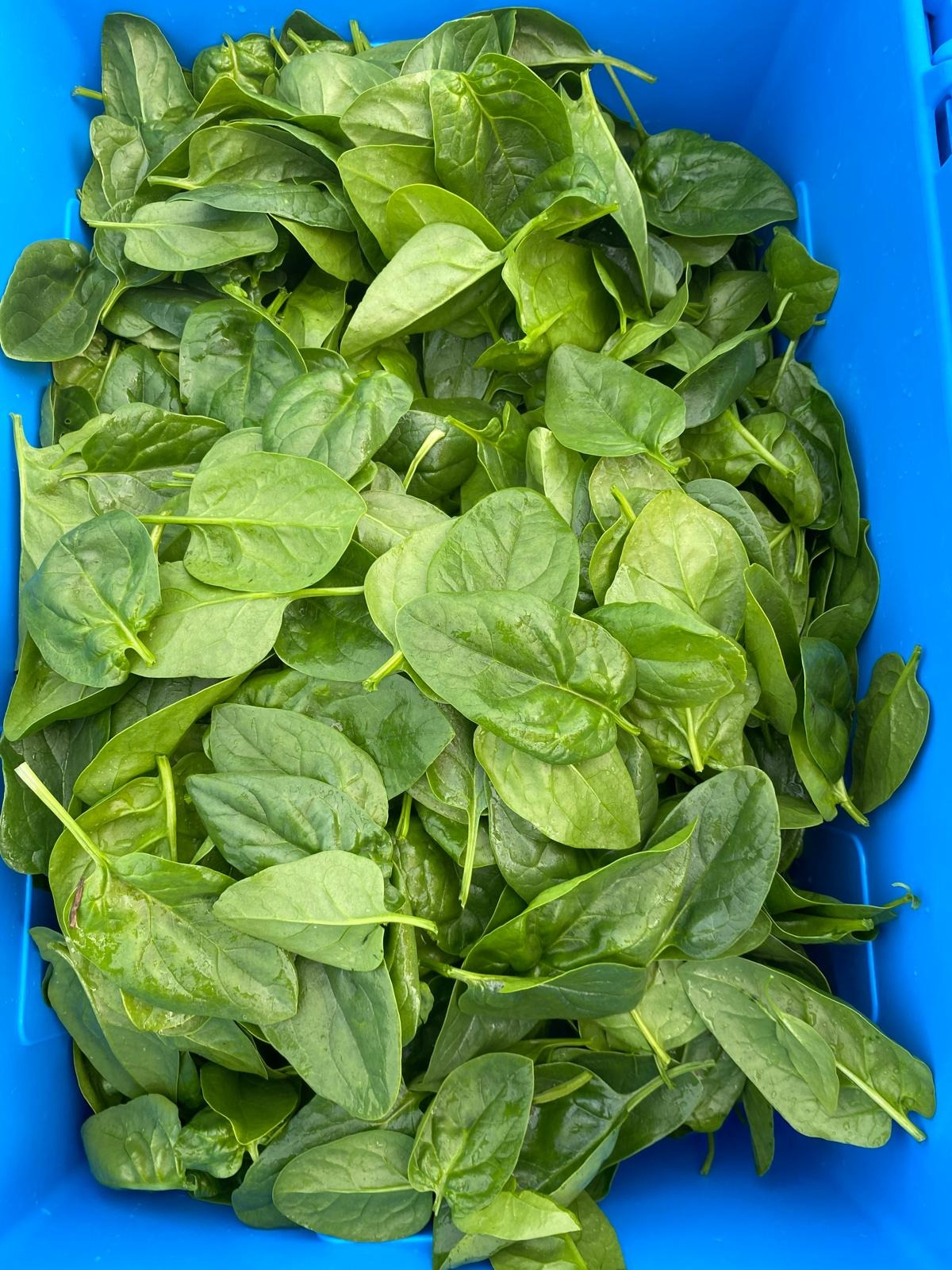 Épinard
