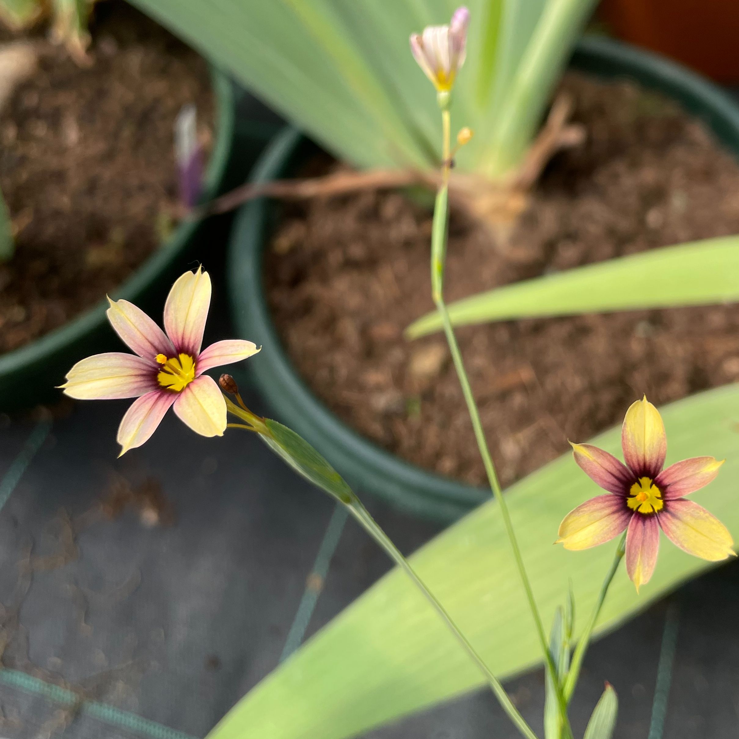 Sisyrinchium 'Biscutella'