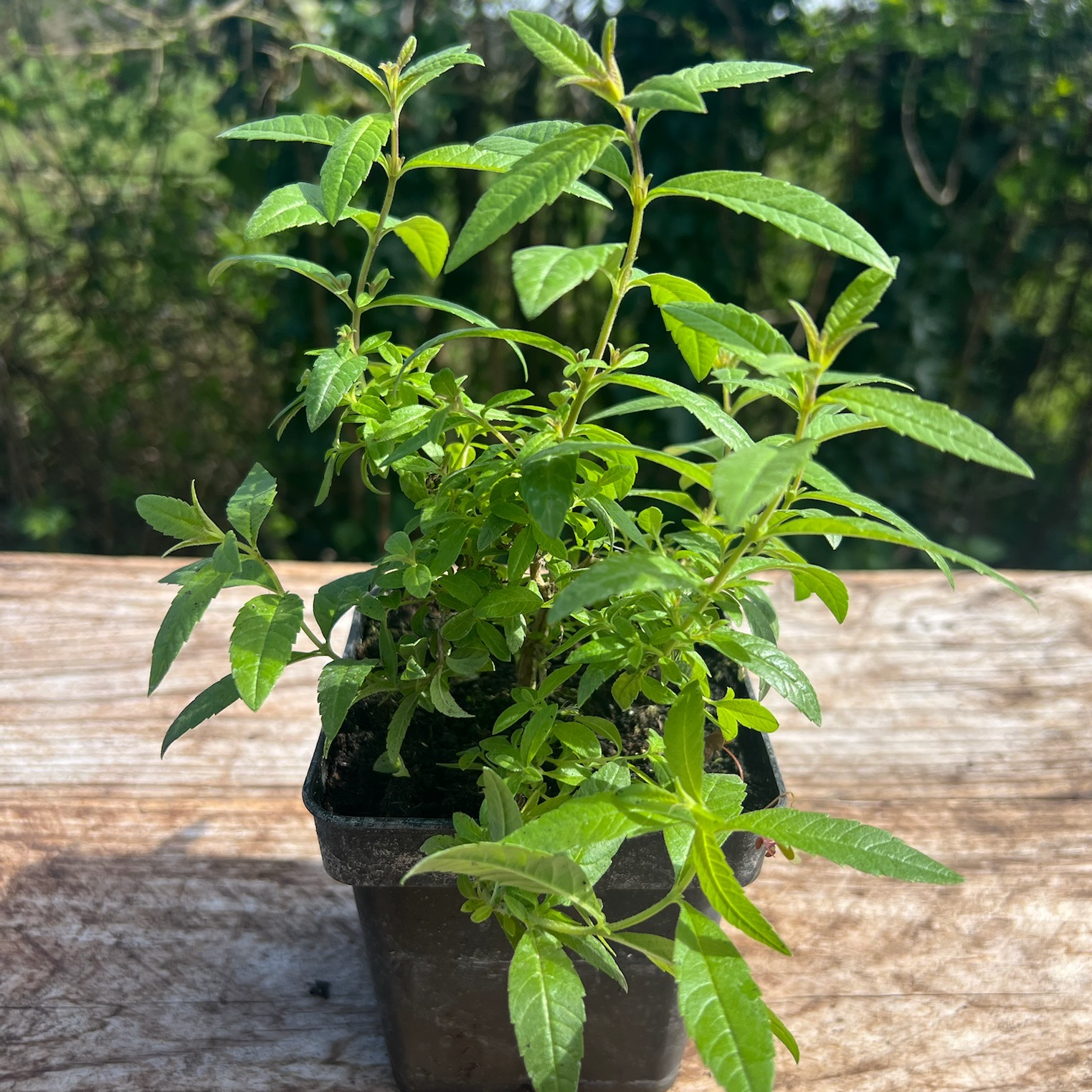 Plant Verveine Citron Bio - 650g