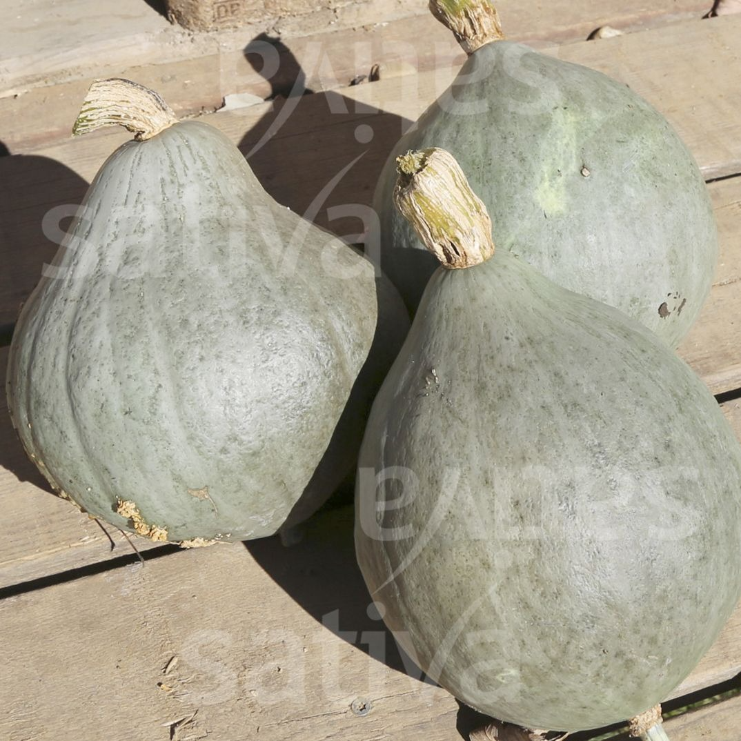Courge Potimarron Bleu (part) - 2kg