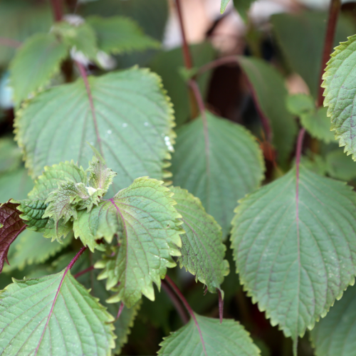 PÉRILLA DE CORÉE BICOLORE Bio