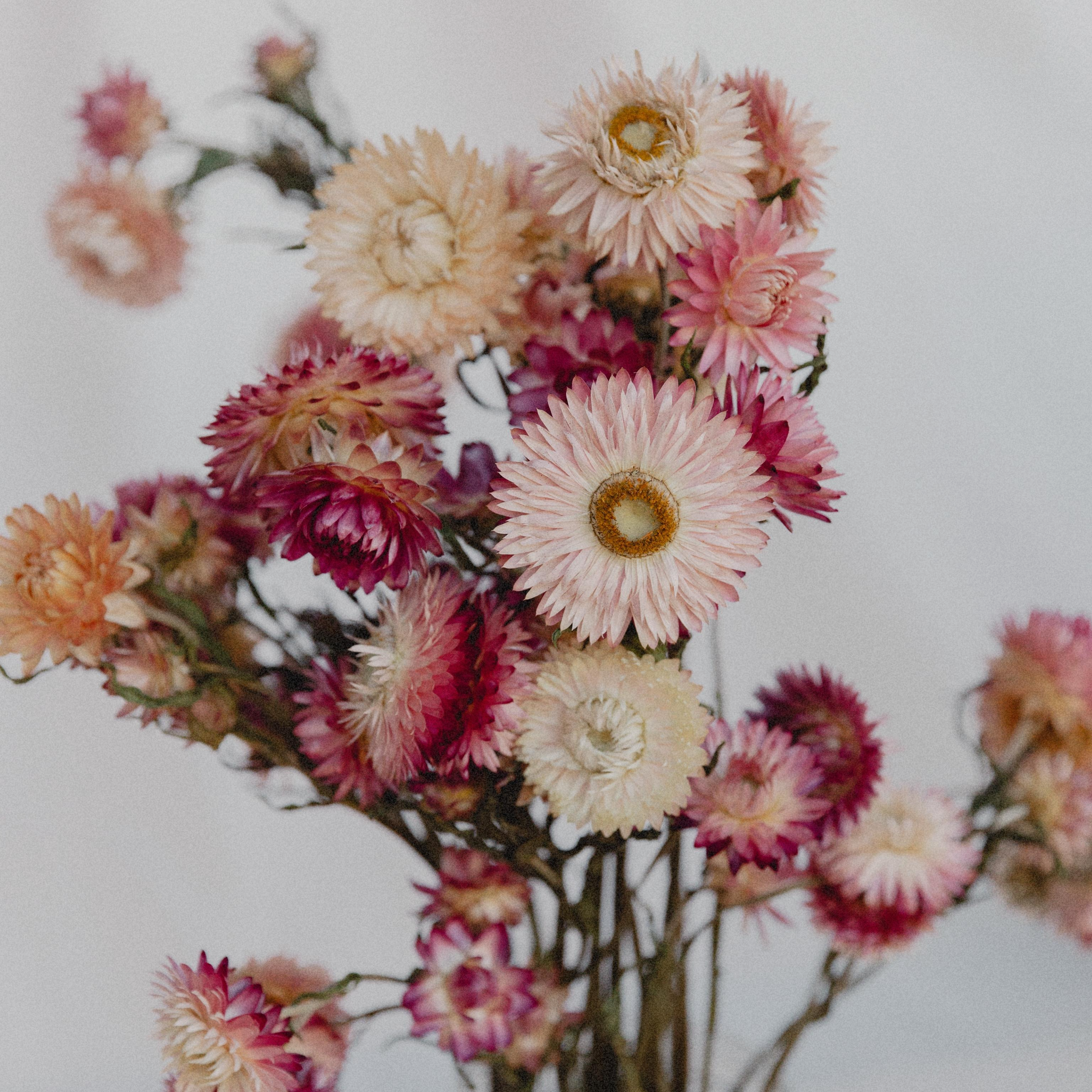 Immortelle rose séchée